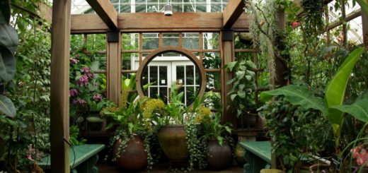 Как сделать зимний сад в доме — Полезная информация